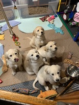 Liz Barrows - Breeder of Daisy-Gold Goldens